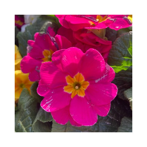 Primula Rambo Late Mix Rose