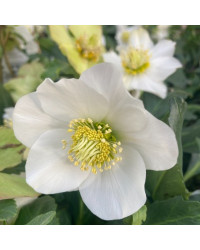 Helleborus Niger
