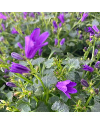 Campanule Kent Belle