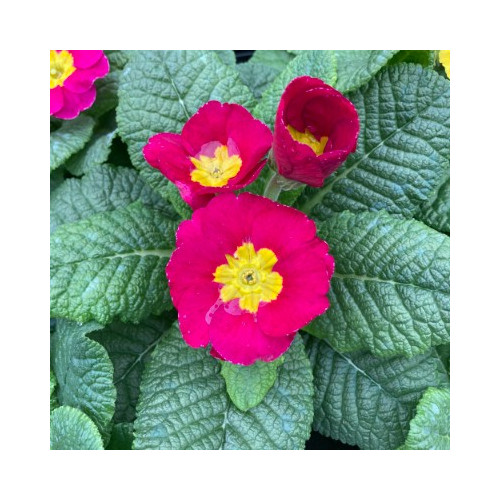 Primula Rambo Late Mix Rose
