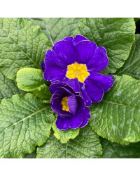 Primula Rambo Late Mix Bleu
