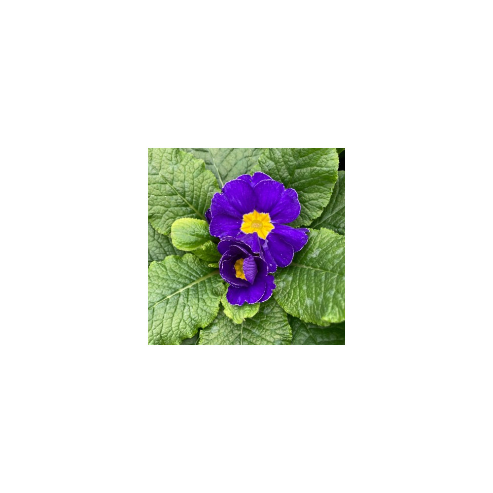 Primula Rambo Late Mix Bleu