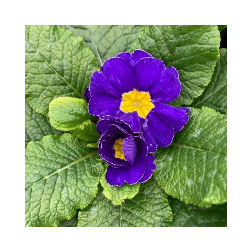 Primula Rambo Late Mix Bleu