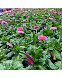 Paquerette Bellis Perennis 'Tasso Pink'