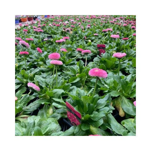 Paquerette Bellis Perennis 'Tasso Pink'