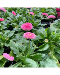 Paquerette Bellis Perennis 'Tasso Pink'