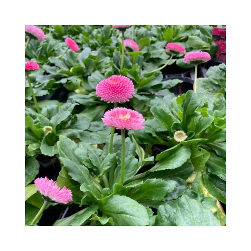 Paquerette Bellis Perennis 'Tasso Pink'