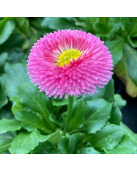 Paquerette Bellis Perennis 'Tasso Pink'
