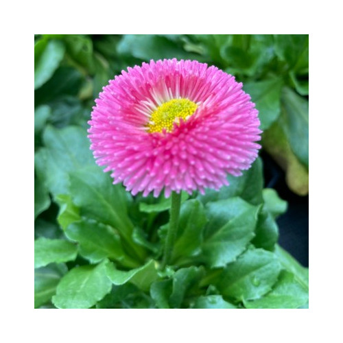 Paquerette Bellis Perennis 'Tasso Pink'