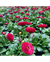 Paquerette Bellis Perennis 'Tasso Red'