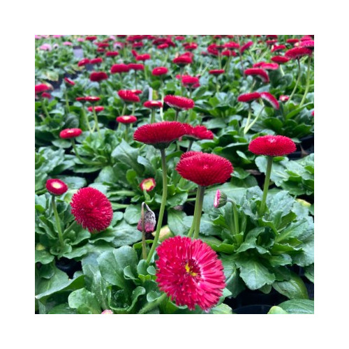 Paquerette Bellis Perennis 'Tasso Red'