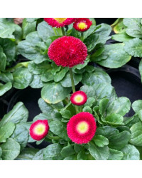 Paquerette Bellis Perennis 'Tasso Red'