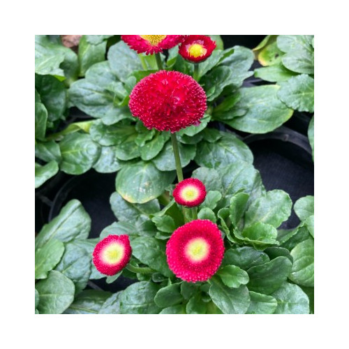 Paquerette Bellis Perennis 'Tasso Red'