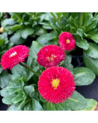 Paquerette Bellis Perennis 'Tasso Red'