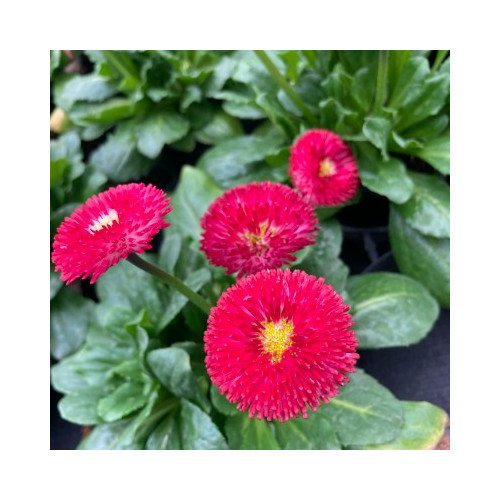 Paquerette Bellis Perennis 'Tasso Red'