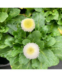 Paquerette Bellis Perennis 'Tasso White'