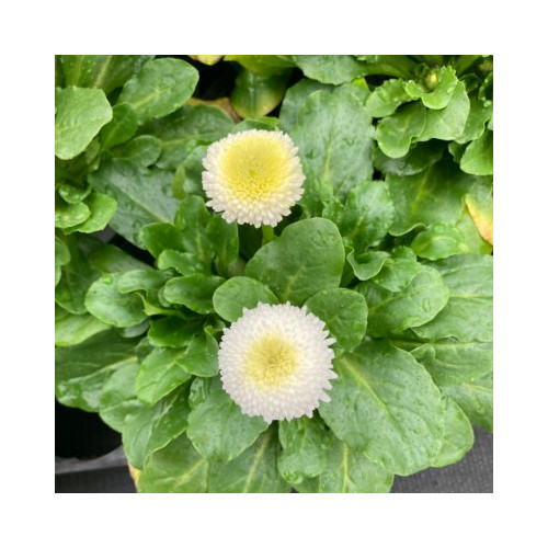 Paquerette Bellis Perennis 'Tasso White'