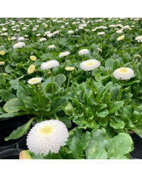 Paquerette Bellis Perennis 'Tasso White'