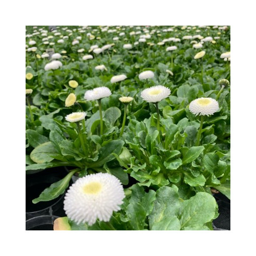 Paquerette Bellis Perennis 'Tasso White'