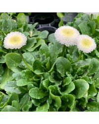 Paquerette Bellis Perennis 'Tasso White'