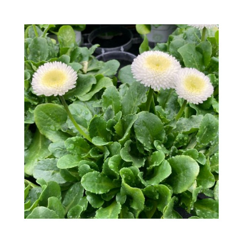 Paquerette Bellis Perennis 'Tasso White'