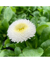 Paquerette Bellis Perennis 'Tasso White'