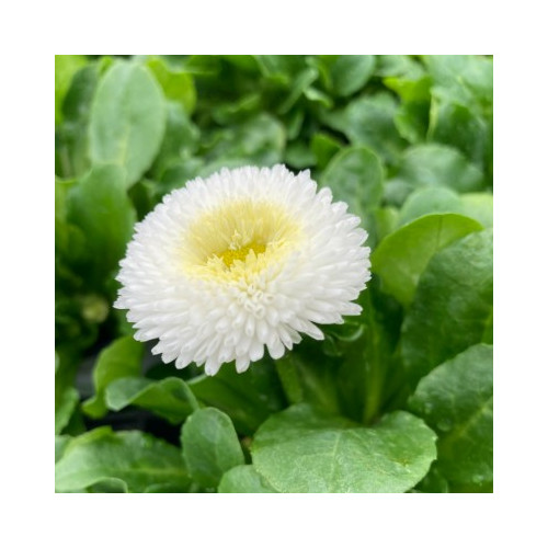 Paquerette Bellis Perennis 'Tasso White'