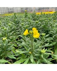 Giroflée Erysimum Winter Gold
