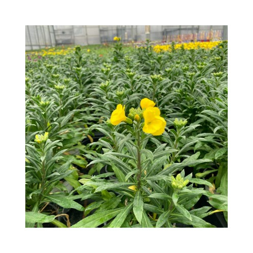 Giroflée Erysimum Winter Gold