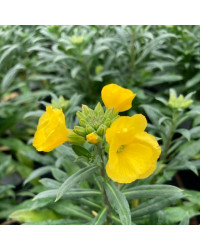 Giroflée Erysimum Winter Gold