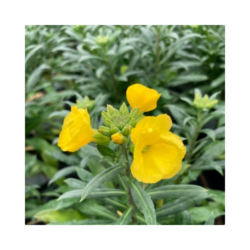 Giroflée Erysimum Winter Gold