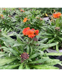 Giroflée Erysimum Winter Orchid