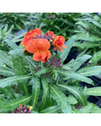 Giroflée Erysimum Winter Orchid