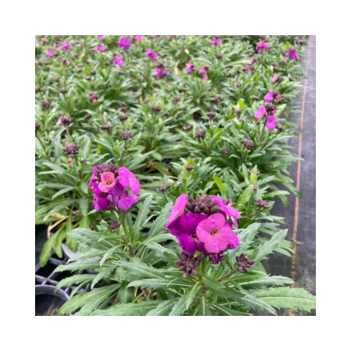 Giroflée Erysimum Poem Lavender