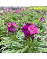 Giroflée Erysimum Poem Lavender