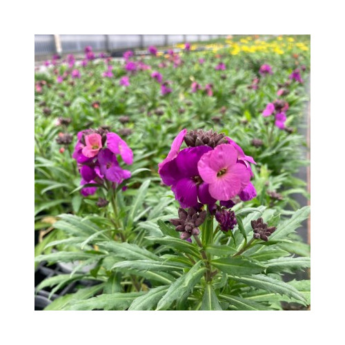 Giroflée Erysimum Poem Lavender