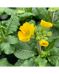 Primevère Primula Rosalen