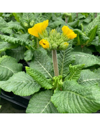 Primevère Primula Rosalen
