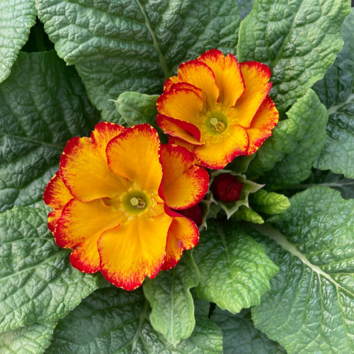 Primula Rambo Late Mix Elcora Red