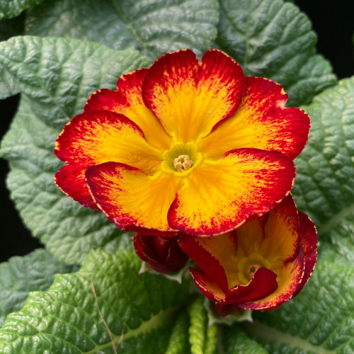 Primula Rambo Late Mix Elcora Red