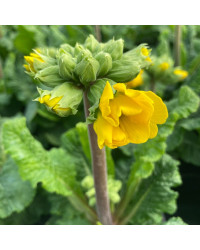 Primula elatior