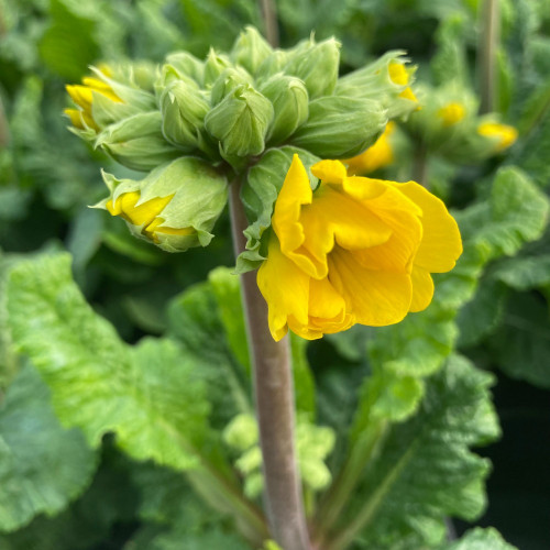 Primula elatior