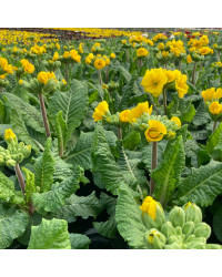 Primula elatior