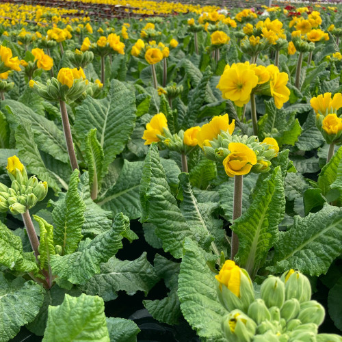 Primula elatior