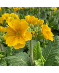 Primula elatior