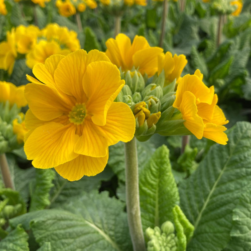 Primula elatior