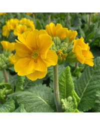 Primula elatior