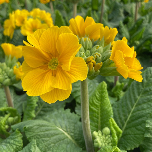 Primula elatior