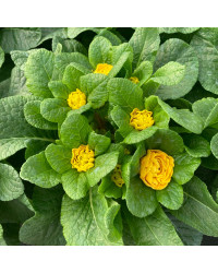Primevere Belarina Buttercup Jaune