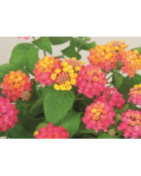 Lantana Bandana Cherry Imp